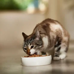9 Lives Hearty Cuts With Real Turkey In Gravy Canned Cat Food -Furry Feast 100279 PT3. AC SS1800 V1682710723