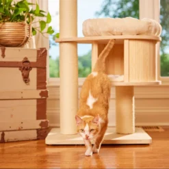 Nutro Perfect Portions Grain-Free Cuts In Gravy Tuna Recipe Adult Wet Cat Food Trays -Furry Feast 128577 PT8. AC SS1800 V1702678409