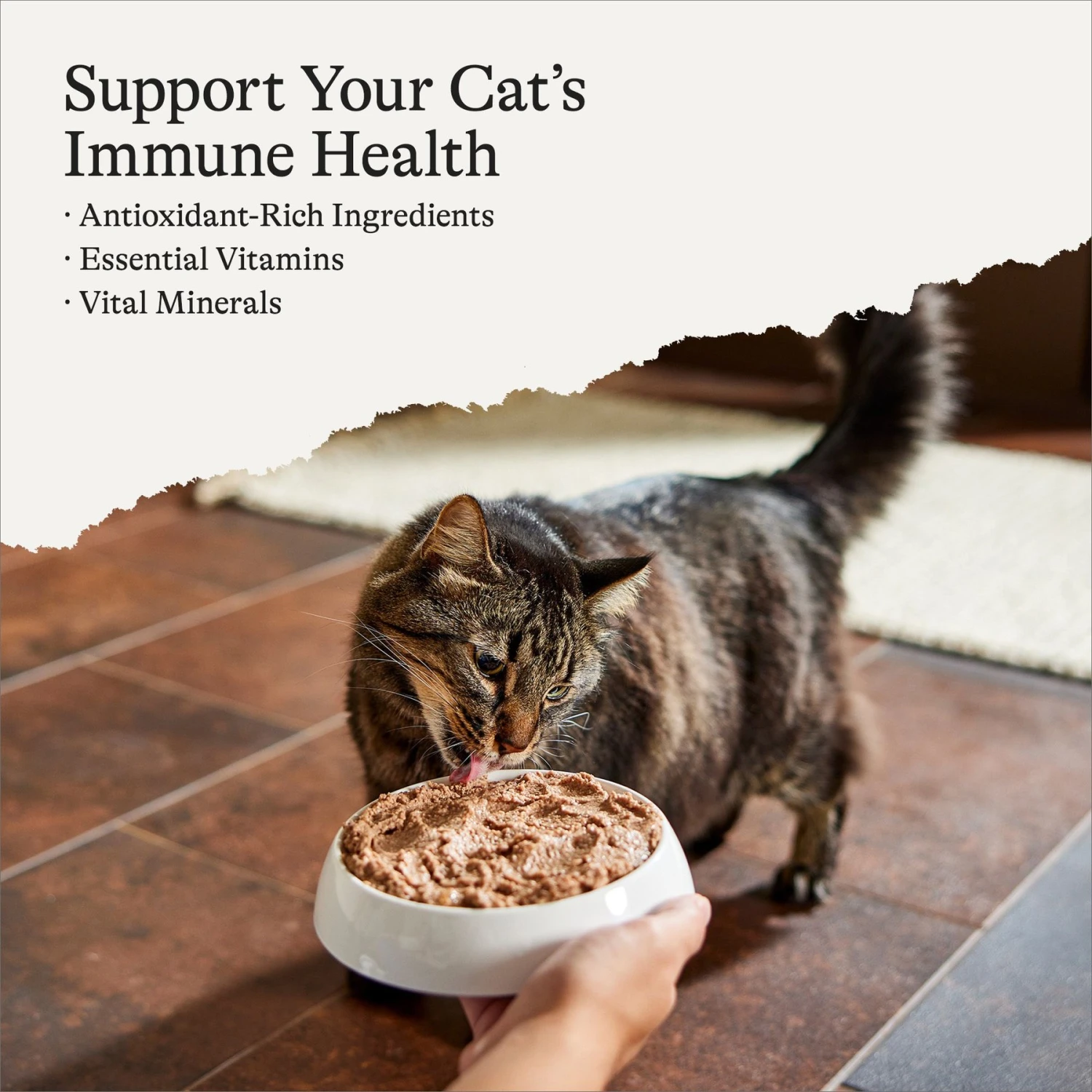 American Journey Pate Turkey Recipe Grain-Free Canned Cat Food 2 American Journey Pate Turkey Recipe Grain-Free Canned Cat Food - Image 2