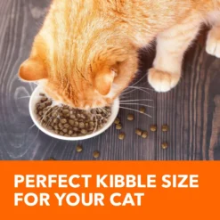 Iams ProActive Health Salmon Recipe Adult Dry Cat Food -Furry Feast 148007 PT3. AC SS1800 V1609948113