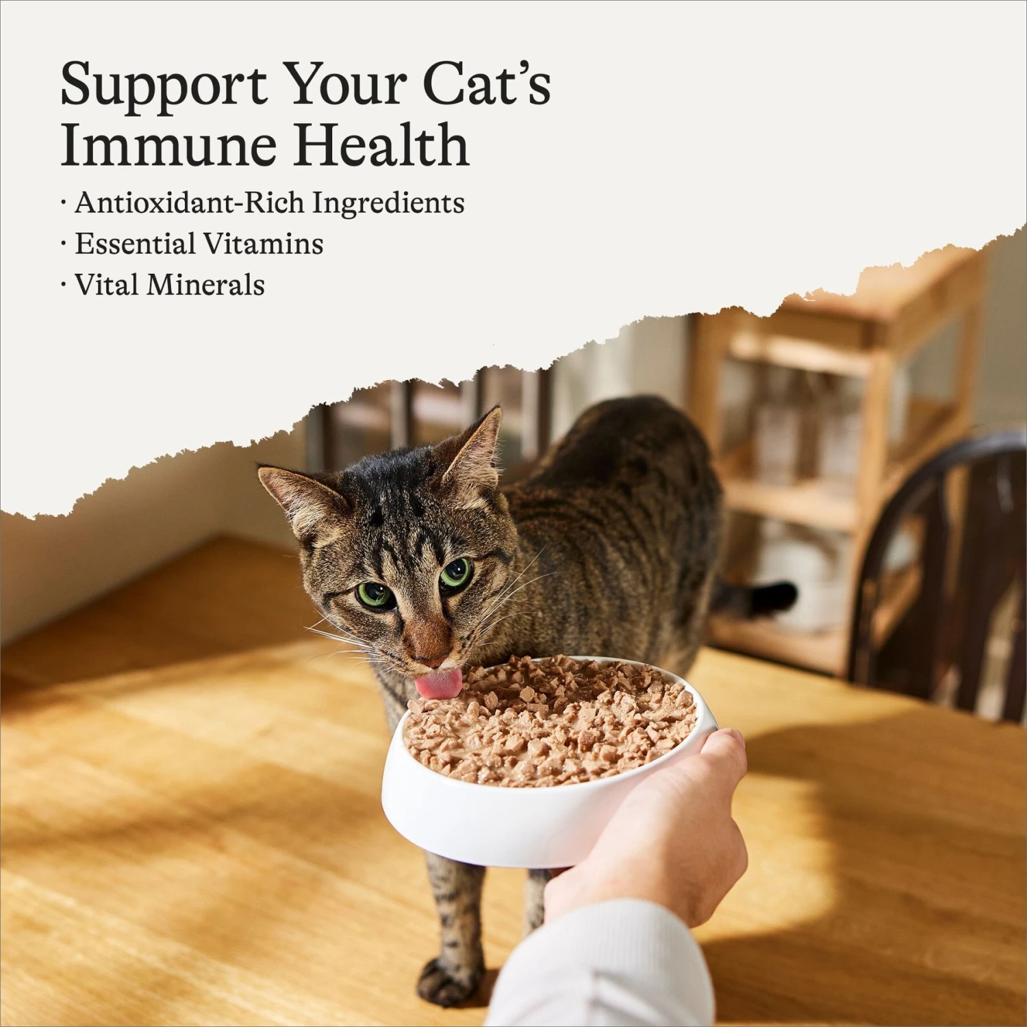 American Journey Kitten Minced Chicken Recipe in Gravy Grain-Free Canned Cat Food, 3-oz, Case Of 24 2 American Journey Kitten Minced Chicken Recipe in Gravy Grain-Free Canned Cat Food, 3-oz, Case Of 24 - Image 2