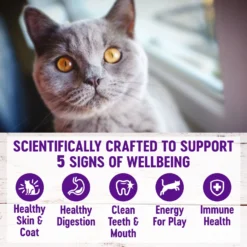 Wellness Natural Hairball Control Chicken Meal & Rice Recipe Dry Cat Food -Furry Feast 265114 PT3. AC SS1800 V1636510445