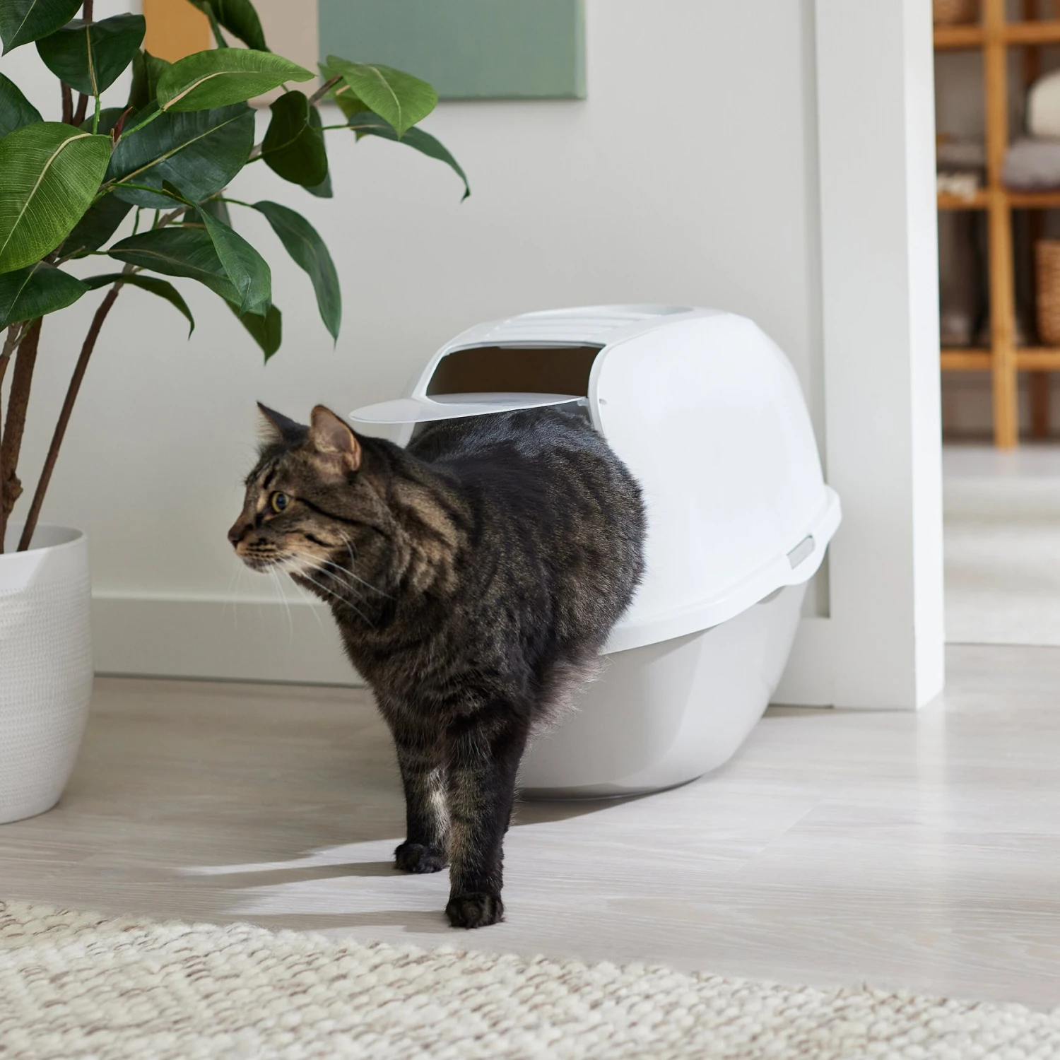 Frisco Modern Hooded Cat Litter Box 1 Frisco Modern Hooded Cat Litter Box