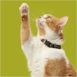 Rachael Ray Nutrish Natural Chicken & Brown Rice Recipe Dry Cat Food -Furry Feast 77993 PT6. AC SS1800 V1691768521