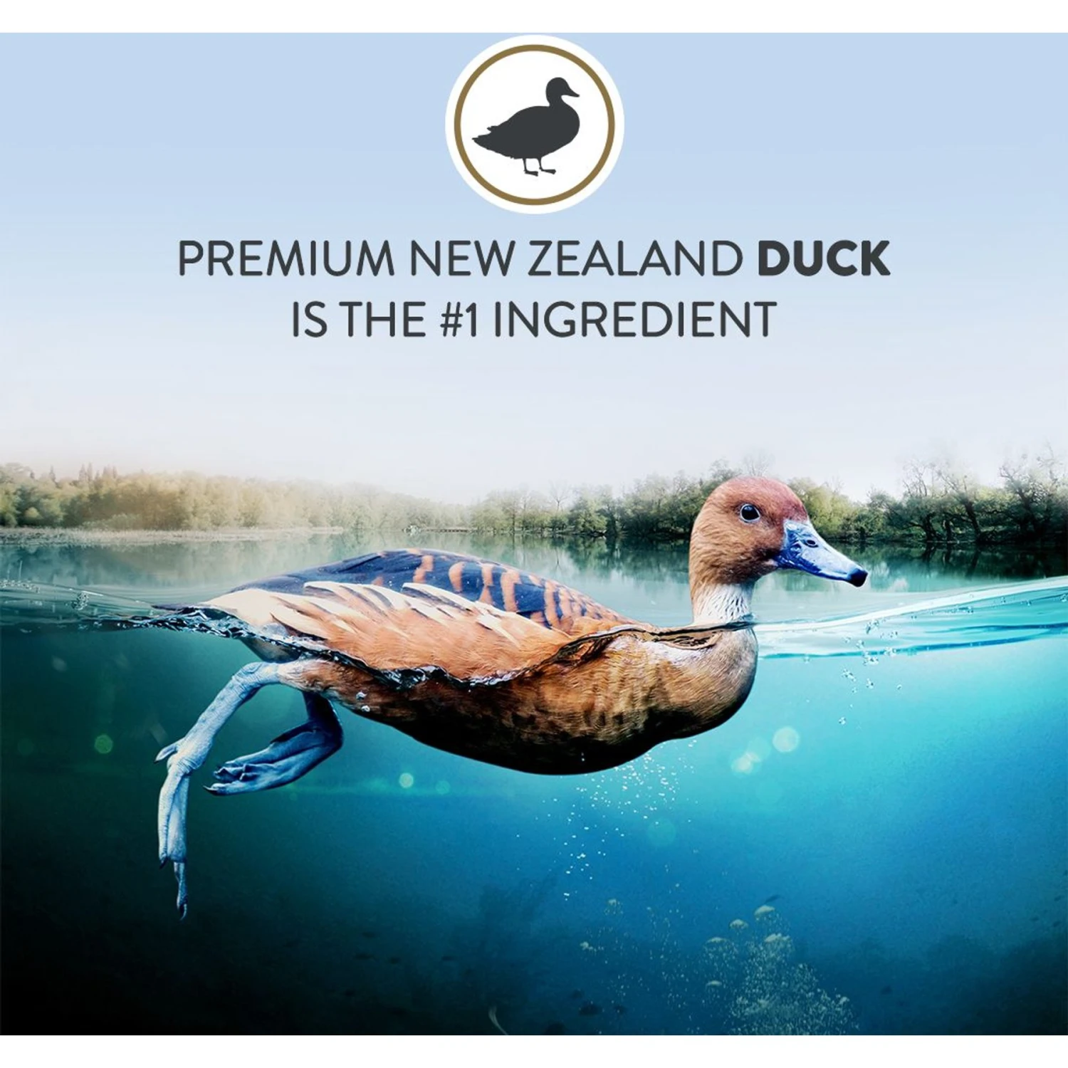 Addiction Duck Royale Grain-Free Dry Cat Food, 10-lb Bag 4 Addiction Duck Royale Grain-Free Dry Cat Food, 10-lb Bag - Image 4