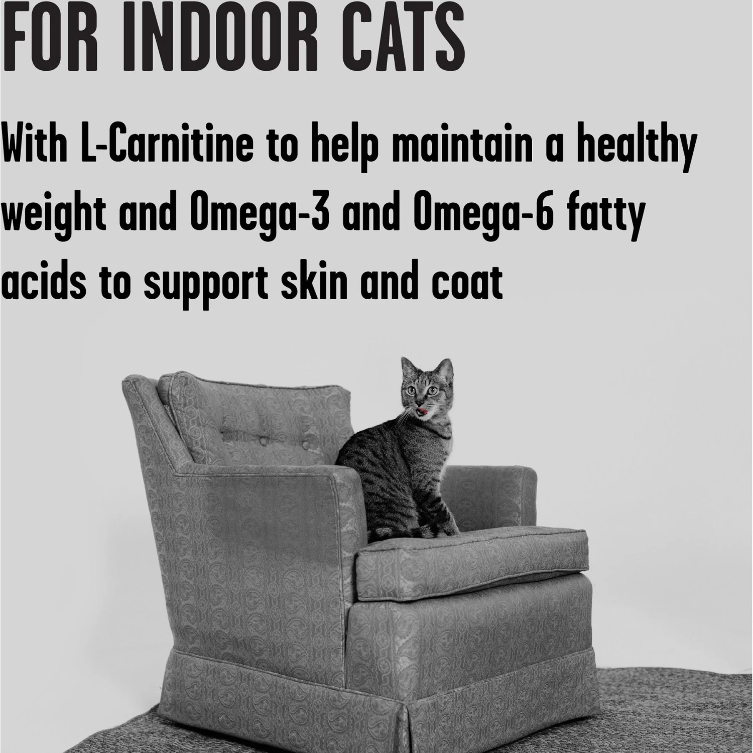 BIXBI Rawbble Dry Food Chicken Salmon Recipe For Indoor Cats, 3-lb Bag 4 BIXBI Rawbble Dry Food Chicken Salmon Recipe For Indoor Cats, 3-lb Bag - Image 4