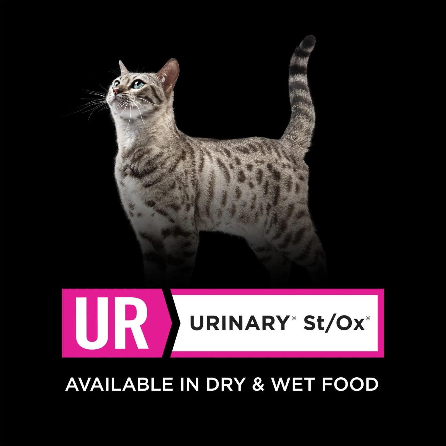 Purina Pro Plan Veterinary Diets UR Urinary St/Ox Savory Selects Salmon In Sauce Wet Cat Food 6 Purina Pro Plan Veterinary Diets UR Urinary St/Ox Savory Selects Salmon In Sauce Wet Cat Food - Image 6