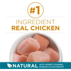 Purina ONE Tender Selects Blend With Real Chicken Dry Cat Food -Furry Feast 91682 PT2. AC SS1800 V1677529298