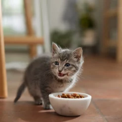 Meow Mix Kitten Li'l Nibbles Dry Cat Food -Furry Feast 99962 PT3. AC SS1800 V1682710748