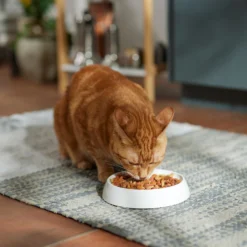 Meow Mix Seafood Medley Dry Cat Food -Furry Feast 99969 PT6. AC SS1800 V1682710738